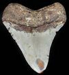 Megalodon Tooth - North Carolina #59117-1